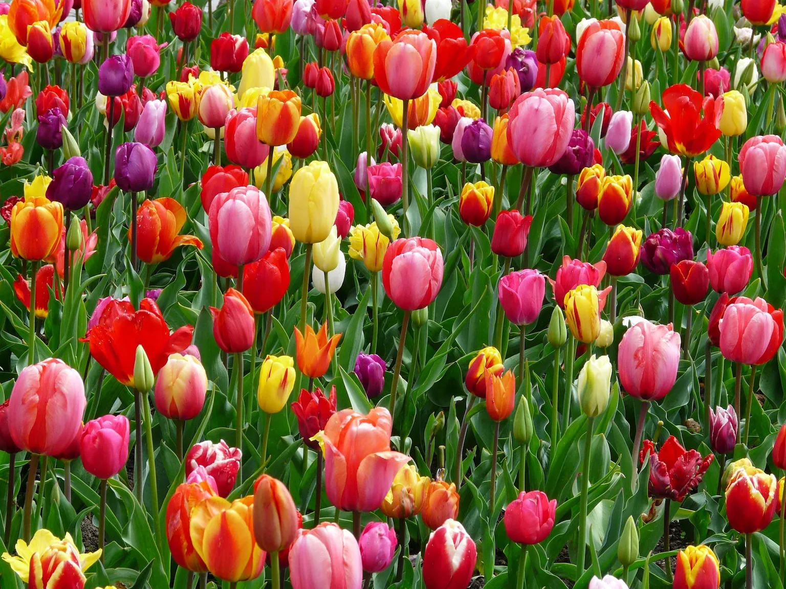 Espectacularidad de los Tulipanes en los Países Bajos: Descubriendo los Vibrantes Colores de la Primavera mejores lugares para visitar en primavera