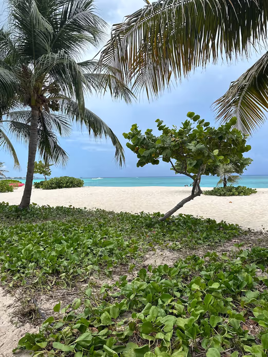 Dream Winter Holiday: Savour the Crystal Clear Waters of the Cayman Islands.