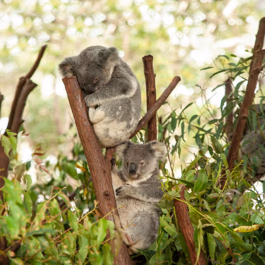 Viaje de verano en Brisbane: disfrute de la relajación frente al río, el Santuario de Koalas Lone Pine y la vibrante vida de la ciudad.