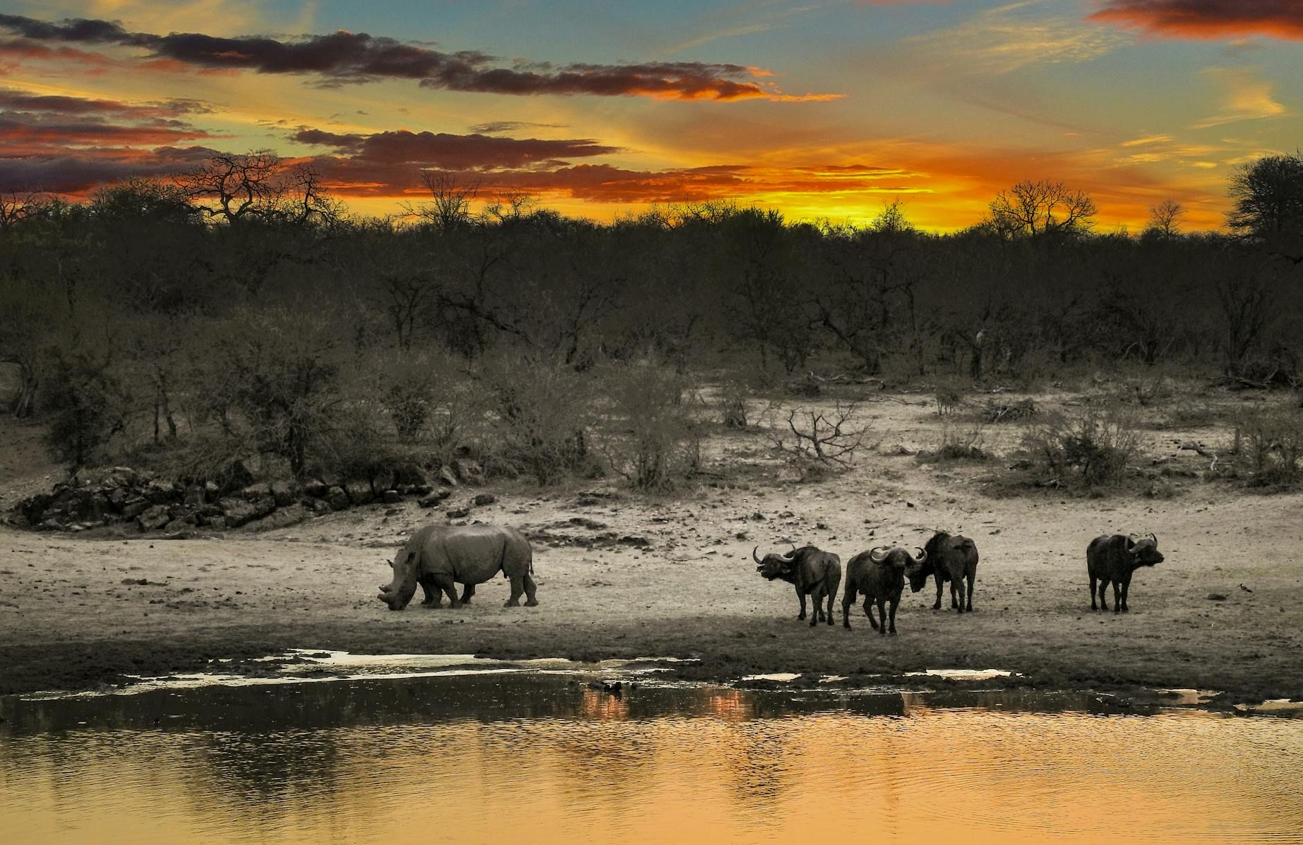 Africa
