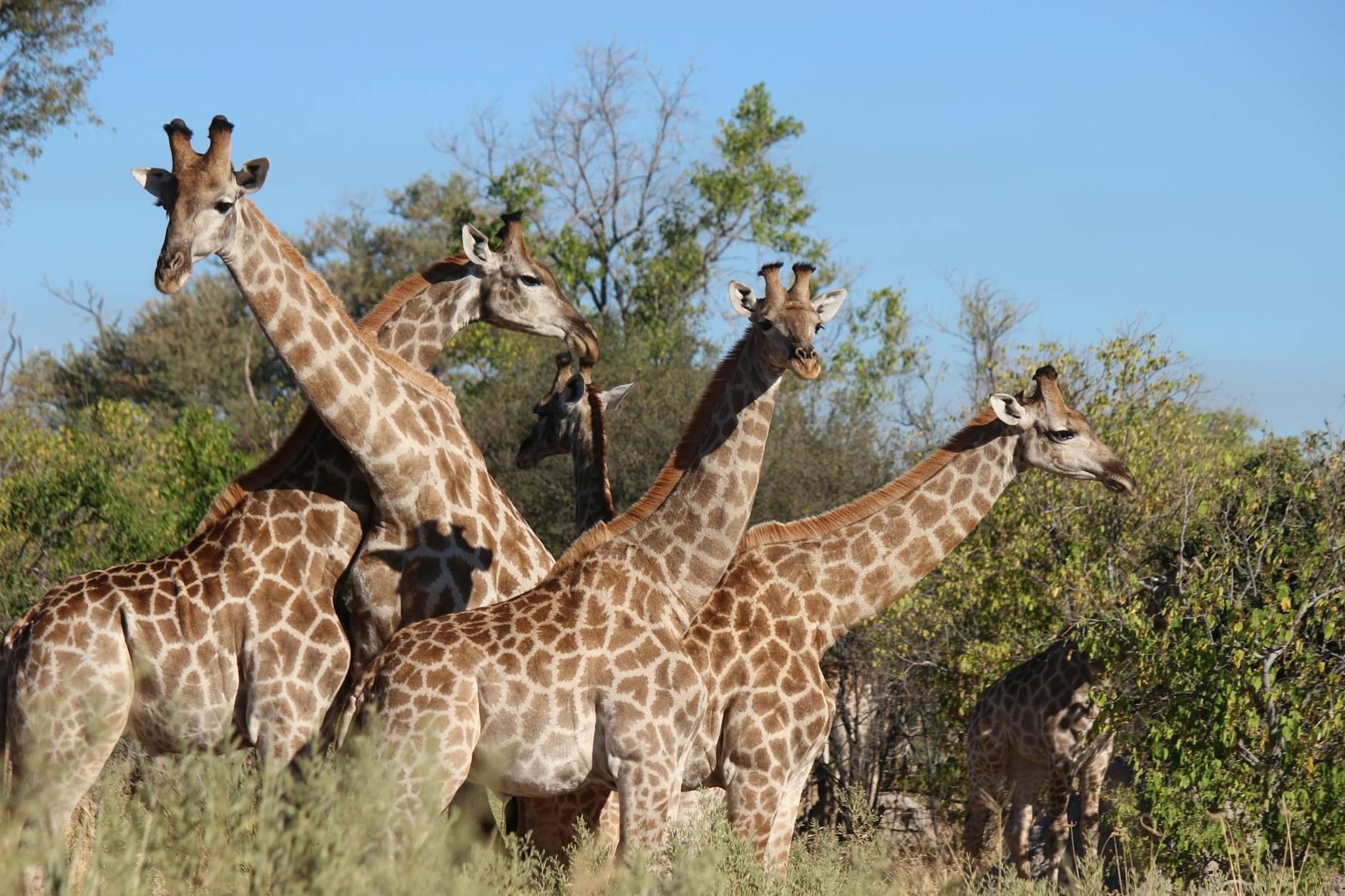Africa