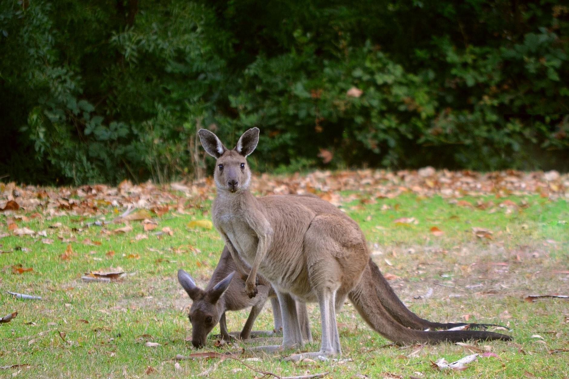 Australia
