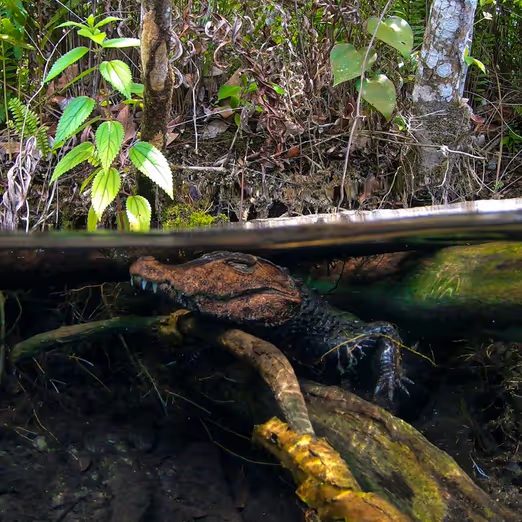 Discovery of Manaus: Gateway to the Amazon and its Amazing Secrets