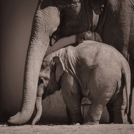 Safari Dreams: Summer Travels Across Africa