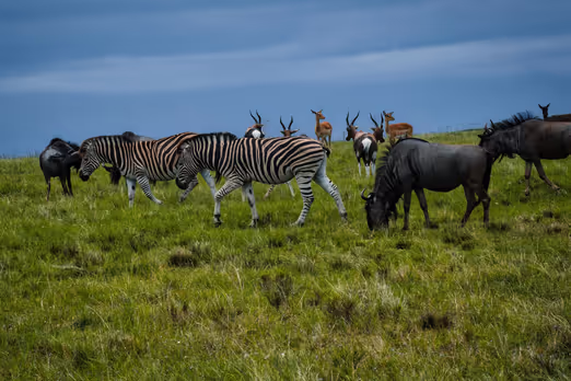 South Africa in Spring: Immersion in Nature and Culture