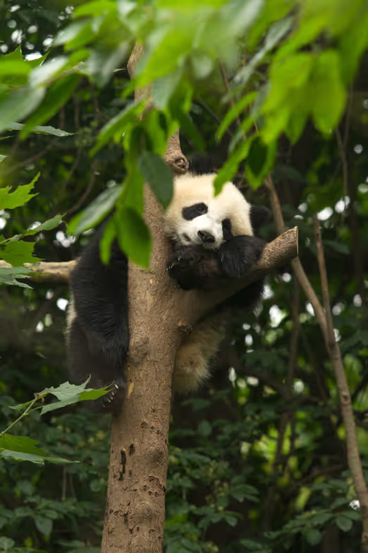 Spring in Chengdu: Pandas, Parks, and Culinary Delights