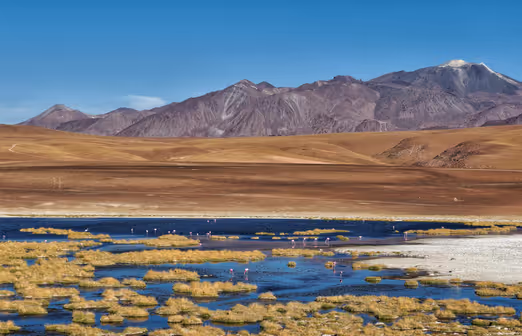 Spring Magic of the Atacama Desert: A Blooming Oasis Amidst Chile's Sands